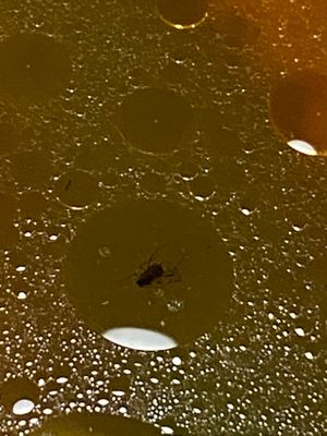  at Loving Hut - Barber Lane - Maybe closed in Milpitas