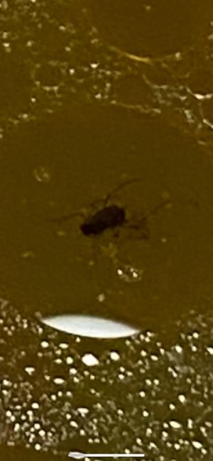  at Loving Hut - Barber Lane - Maybe closed in Milpitas