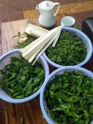 Coconut heartwood and green leaf. at Bar Ang in Battambang