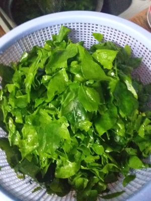 Juicing up breakfast with celeric, lime and our own palm sugar which makes anything taste great. at Bar Ang in Battambang