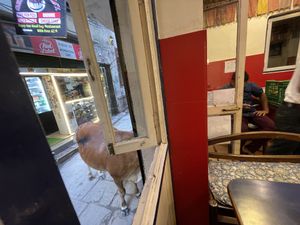 Cow poking their head in the front door haha  at Brown Bread Bakery in Varanasi