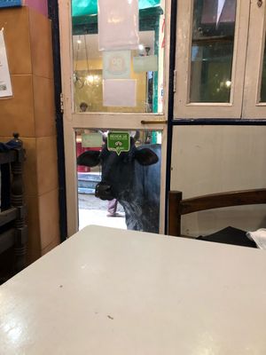 Cow looking in to Brown Bread Bakery   at Brown Bread Bakery in Varanasi