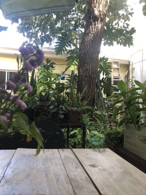 Tranquill space   at Orgánico in Merida