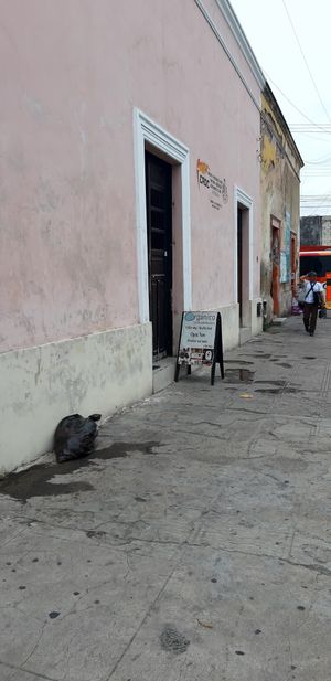 Eady to miss it! at Orgánico in Merida