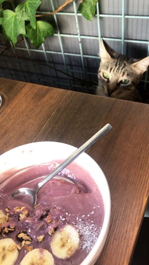  Vegan breakfast bowl with kitty cat  at Village in Istanbul
