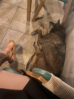   at The Vegan Lab in Dahab