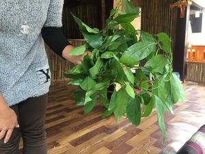 The chef is showing the green vine that made the base of the dark green soup.  at Muang Ngoy Food in Luang Prabang