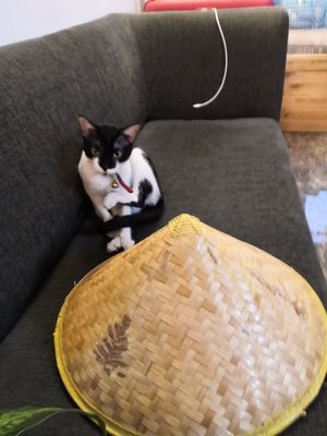 Little mate at Travel Yoga Cafe in New Delhi