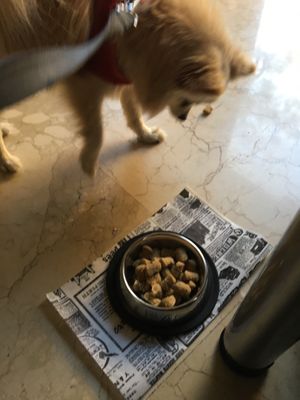 Even have a dog menu at TweeSwips in Mallorca