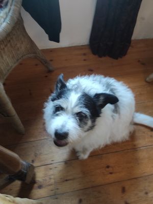 Doggo at The Phoenix Vegetarian Restaurant & Accommodation in Castlemaine