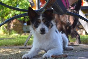 eElie loves company at The Phoenix Vegetarian Restaurant & Accommodation in Castlemaine