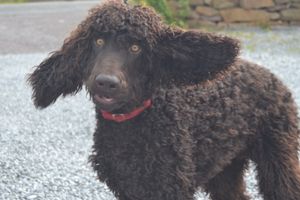 I 'm all ears....pet friendly at The Phoenix Vegetarian Restaurant & Accommodation in Castlemaine