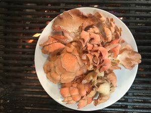 Pink oyster mushrooms. Steven @ Murray Family Farms grows these for Me ! at Daniel's Table in Cathedral City