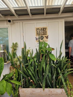 The front #Veganuary at Raised by the Waves  in Kahuku