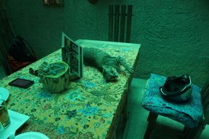 cat at Where Else! in Koh Lanta