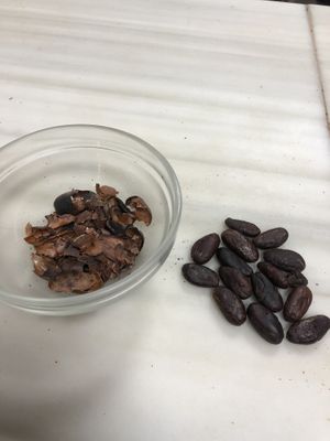 peels and cacao beans  at Choco Museo in Antigua
