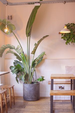  at Jaunty Goat Coffee - Northgate St in Chester