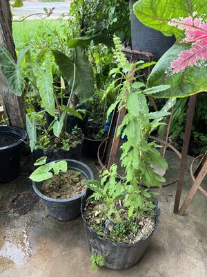   at Yawee in Koh Lanta