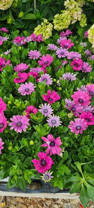  at Woodfield Cafe and Garden Centre in Birr