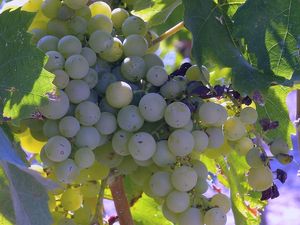 Our grapes at Alaya Retreat Centre in Torrelles De Foix