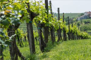Vineyards at Alaya Retreat Centre in Torrelles De Foix
