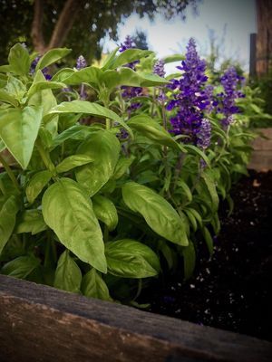 Our basil and salvia plants at Alaya Retreat Centre in Torrelles De Foix
