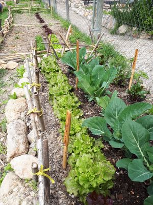 Lettuce , cabbage and brocoli in our vegetable garden at Alaya Retreat Centre in Torrelles De Foix