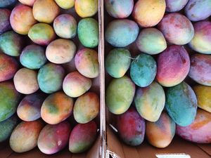  at Finca La Caldera in Tenerife