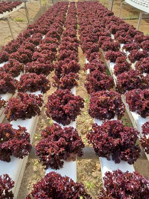  at Finca La Caldera in Tenerife