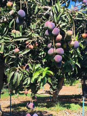 mango tree at Finca La Caldera in Tenerife