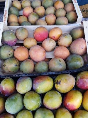 mango for sale at Finca La Caldera in Tenerife