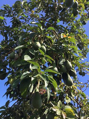 avocado tree at Finca La Caldera in Tenerife