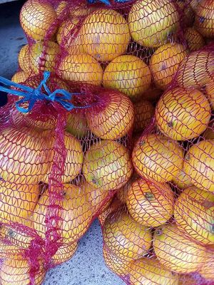 oranges at Finca La Caldera in Tenerife