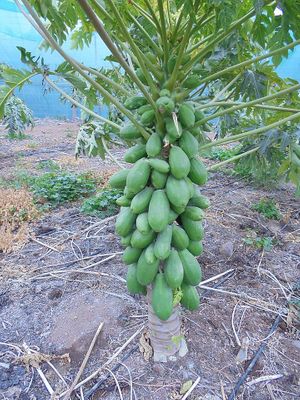 papaya tree at Finca La Caldera in Tenerife