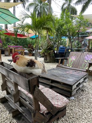 Rooster at Aguacate in Miami