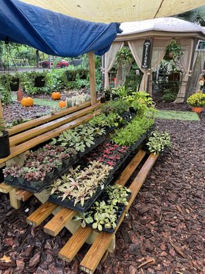 Plant shop at Aguacate in Miami