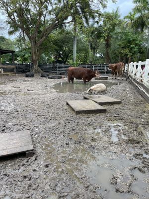 Animals at Aguacate in Miami