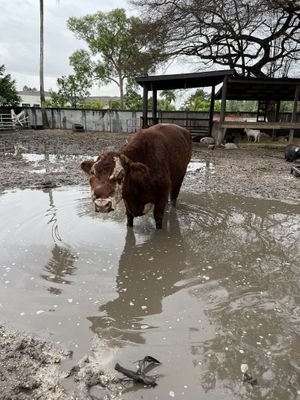 Animals  at Aguacate in Miami