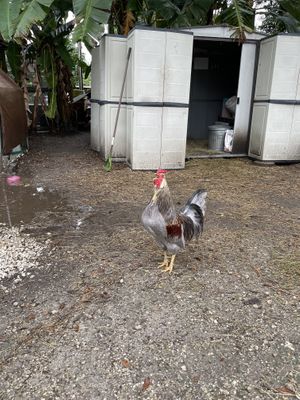 Rooster  at Aguacate in Miami