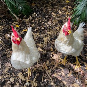   at Aguacate in Miami