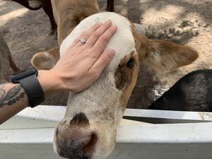 Farm sanctuary  at Aguacate in Miami