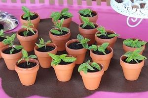 Desserts at Mamã Romã in Lisbon
