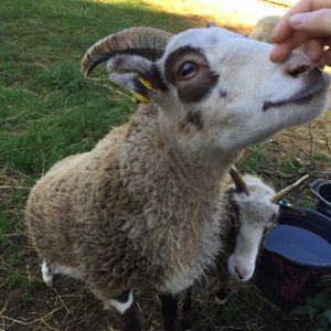 cute animals on the farm love being stroked :)  at Heeley City Farm Shop in Sheffield