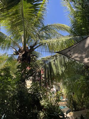   at Coco Calala in Leon