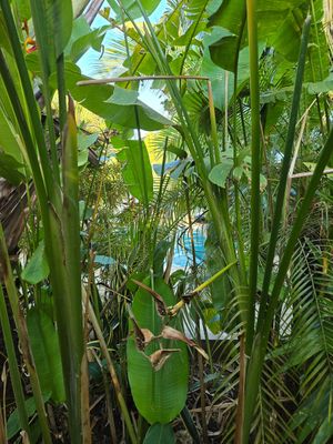 The pool, I didn't want to take a picture of people while inside at Coco Calala in Leon