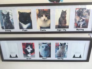 all the cats there  at Hobart Cat Cafe in North Hobart