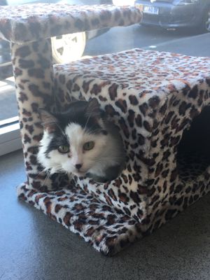 💗 at Hobart Cat Cafe in North Hobart