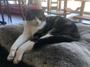 my favourite, Pablo! 💗 at Hobart Cat Cafe in North Hobart
