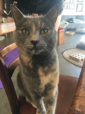 ❤️ at Hobart Cat Cafe in North Hobart
