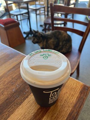Coffee  at Hobart Cat Cafe in North Hobart